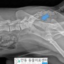 호명동물병원 이미지