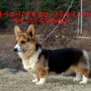 펨브록 웰시 코기 [Pembroke Welsh Corgi] 이미지