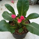 새봄농장 이미지