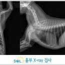 뿌리동물병원 치과센터 이미지