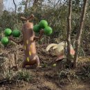 SOON FIT | 도쿄 포켓몬 테마파크 [칸토 포켓파크] 예매 성공 입장 후기