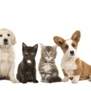 반려동물 토탈 케어 이미지