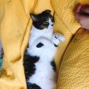 샛별게임장 네이버블로그