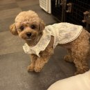 그루몽실 이미지