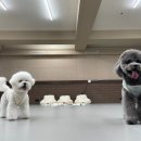 생글댕글강아지유치원