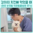 반곡동 작은동물병원 | 강아지가 닭뼈 먹었을 때 어떻게 할까? 위급상황 시 대처방법