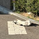 해봉유치원 | 빵의 꽃말은 사랑