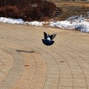 비둘기공원1 이미지