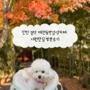 검단힐스테이트3차아파트경로당 | 인천 검단 애견동반감성카페 서원안길 방문후기