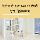 멜로우 그루밍 | 천안 아산 피어프리 애견미용, 탕정 애견미용실 멜로우퍼피