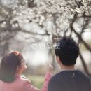 꽃비 전민일보