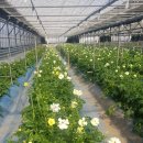 억대농장 이미지