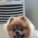 애견호텔 몽몽 이미지