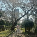 보리나라 | 일본 도쿄 벚꽃 명소 요쓰야역 소토보리 공원 산책 후기