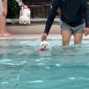 도그하우스 이미지