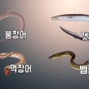 문자네통장어 이미지