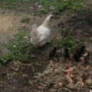 통리주유소 이미지