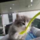 서울고양이분양 묘연 이미지