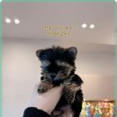 멍벤져스 이미지