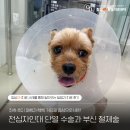 잠실종합동물병원 | 강아지 전십자인대 단열 수술과 부신 절제술 후기, 잠실송파동물병원, 잠실ON동물의료센터
