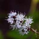 수연플라워 이미지