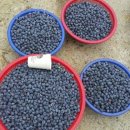 건강농장 이미지