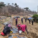 하서2리마을기업 | 포천 관인면 초과2리 마을 감자 심기 봄날 품앗이로 하루 만에 300평 완성