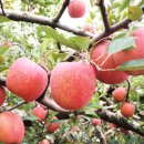 풀잎농장 이미지