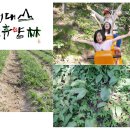 (주)자연바라기