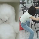 조이애견