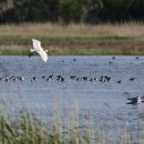 수원-2035 이미지