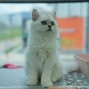 야옹아 멍멍해봐 강아지고양이 청주동남점 이미지