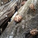 가누리농장 이미지