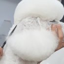 짱이야 애견미용 이미지