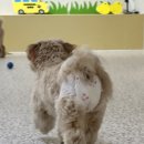 hododog(호도독) 네이버블로그