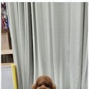 키티앤퍼피 이미지
