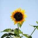 해바라기의꿈 이미지