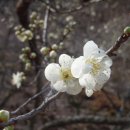 원동기사 이미지