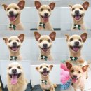 핑크펫샵 이미지