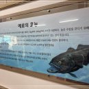 메로 이미지