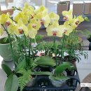 식물 이야기로 생활속에서 힐링 이미지