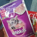 개냥이 연구소 이미지