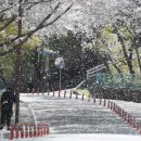 분홍빛 국제신문