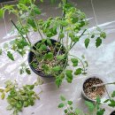 발아 | 국제정원박람회 받은 토마토 아파트에서 키우기 씨앗 발아 후기