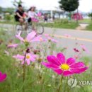 코스모스모텔 이미지