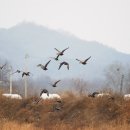 오리 날다 - 무안군 | 오리 날다