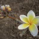 조은염색 네이버블로그