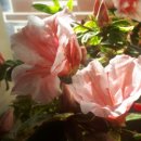 탑리약국 이미지