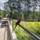 수종농장 | 호주 프라이빗 여행 후기: 9박 10일의 기록, Ⅳ. 6일차: 퍼핑 빌리(Puffing Billy)와 페닌슐라 온천