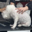 펫미용소모품